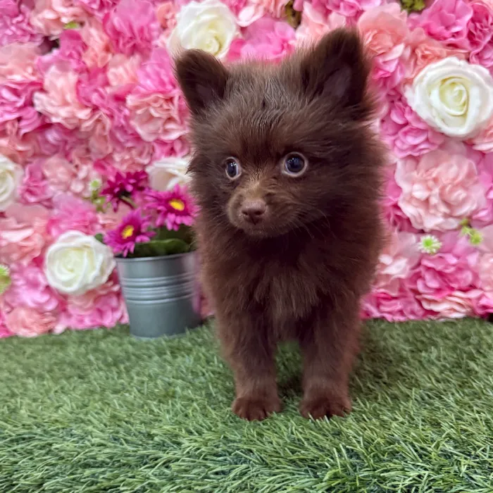 Female Pomeranian Puppy for Sale in Braintree, MA