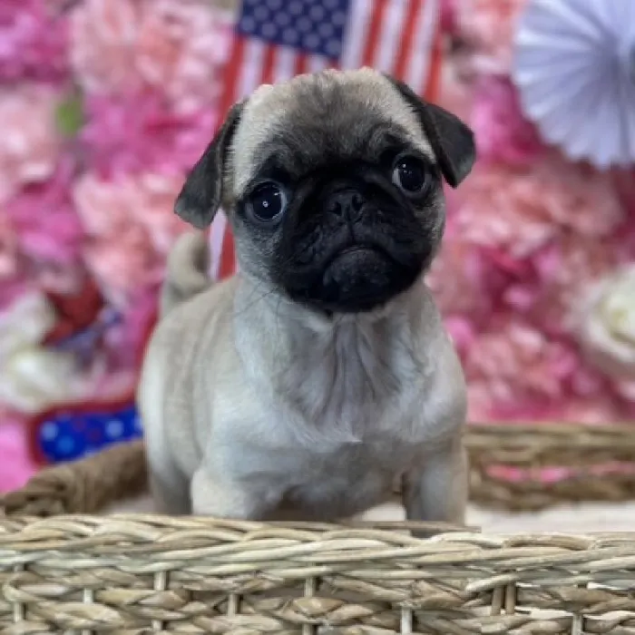 Female Pug Puppy for Sale in Saugus, MA