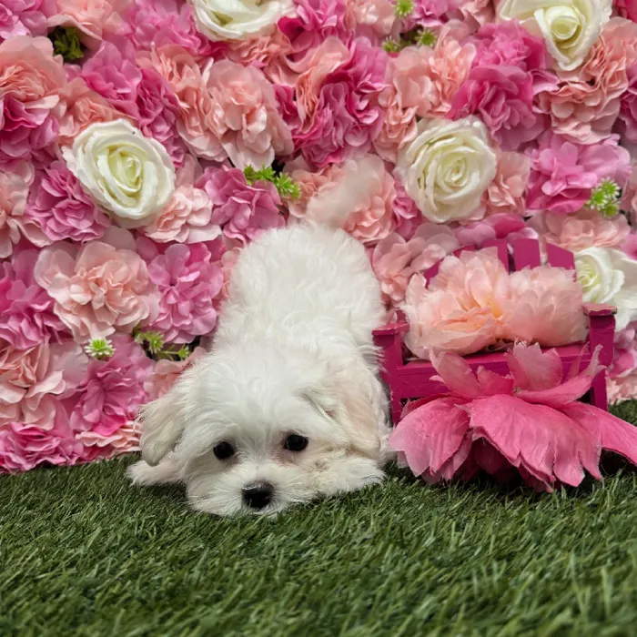 Female Maltese Puppy for Sale in Braintree, MA