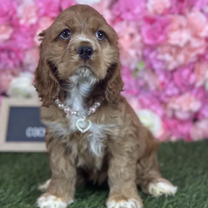 Female Cocker Spaniel puppy named Dolores for sale at Pet Express Saugus.