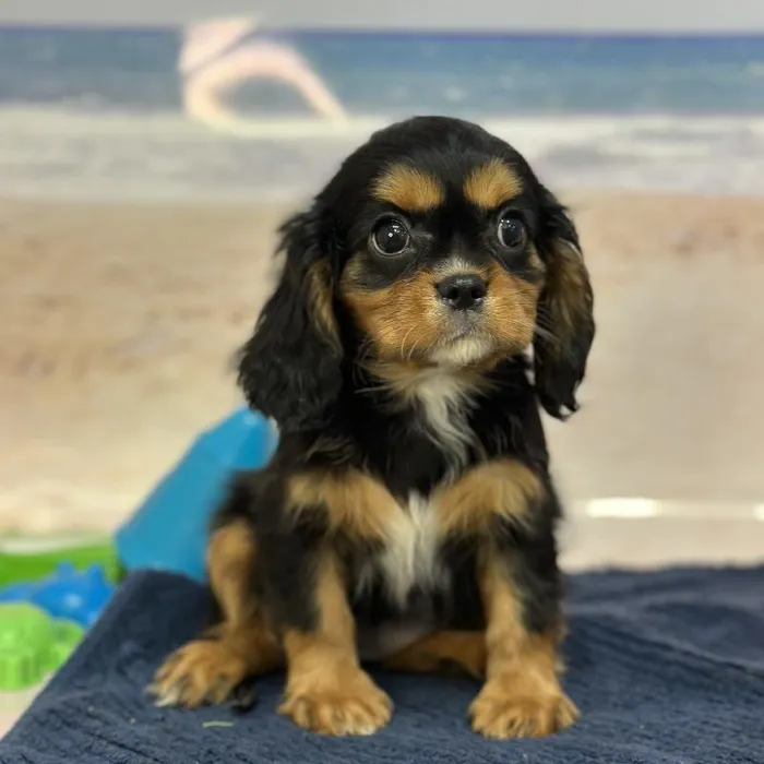 Female Cavalier King Charles Spaniel Puppy for Sale in Braintree, MA