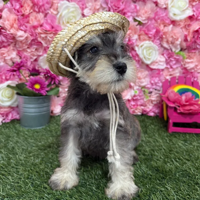 Male Miniature Schnauzer Puppy for Sale in Braintree, MA