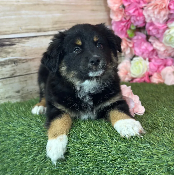 Female Miniature Australian Shepherd puppy named Acai for sale at Pet Express Saugus.