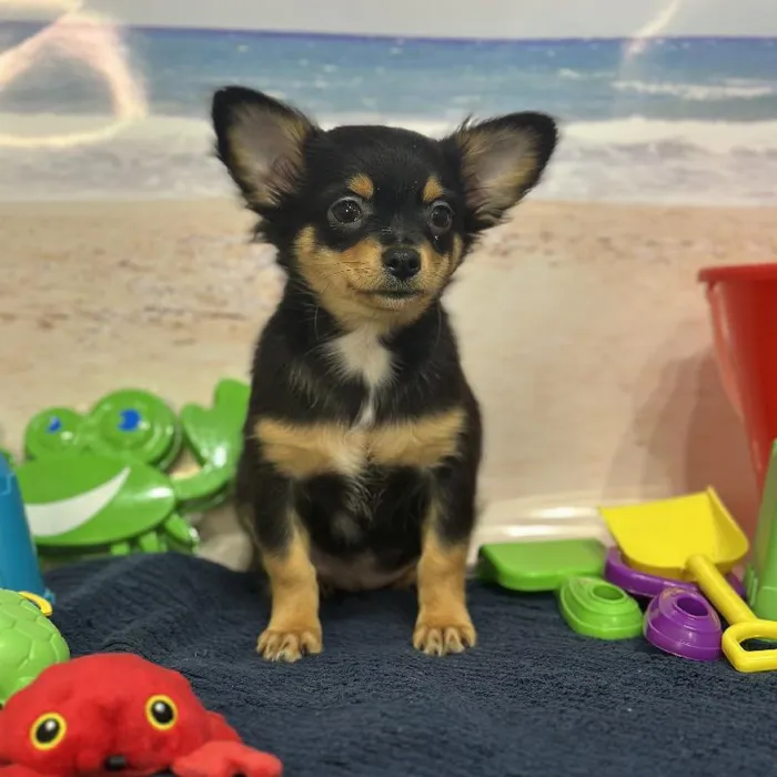 Male Chihuahua Puppy for Sale in Saugus, MA