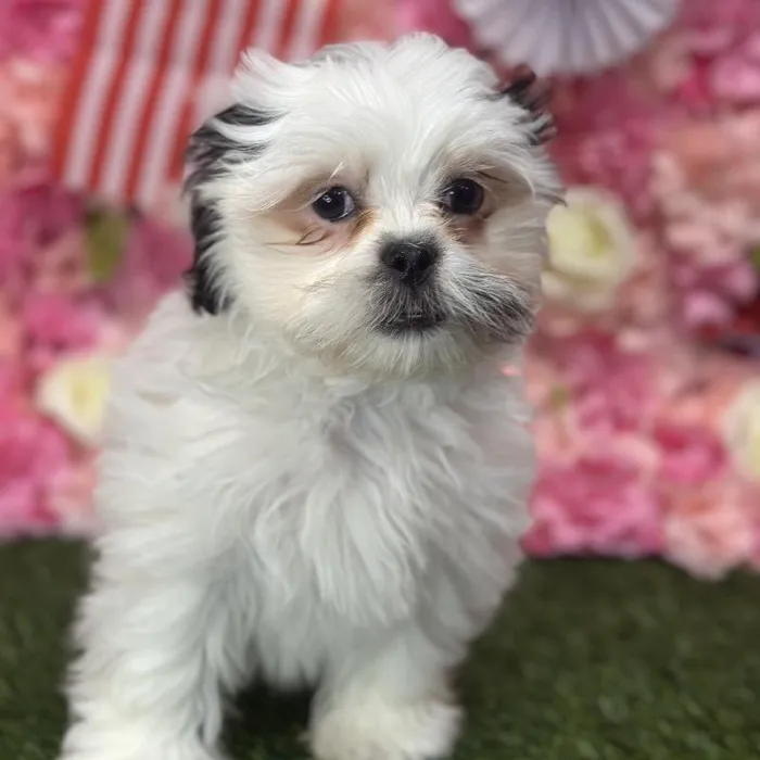 Male Malshi Puppy for Sale in Saugus, MA