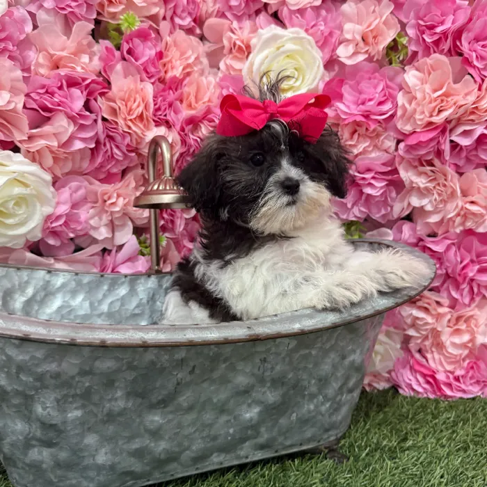 Female Shih-Poo Puppy for Sale in Braintree, MA