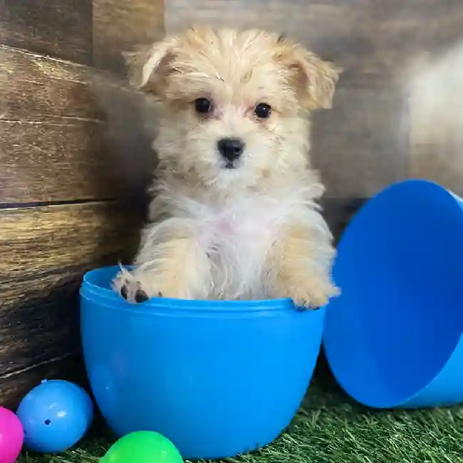 Male Morkie Puppy for Sale in Braintree, MA