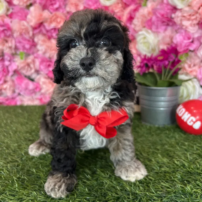 Male Poodle (Mini) puppy named Benny for sale at Pet Express Braintree.