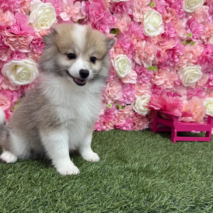 Female Pomimo Puppy for Sale in Braintree, MA