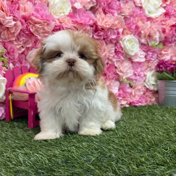 Male Shih Tzu Puppy for Sale in Braintree, MA