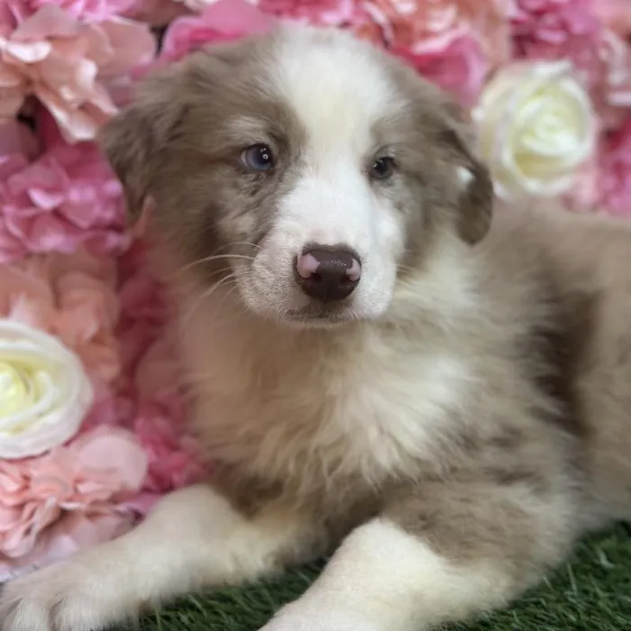 Male Miniature Australian Shepherd Puppy for Sale in Saugus, MA