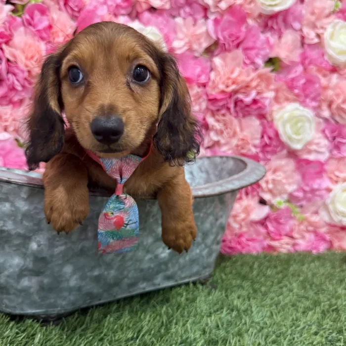 Male Dachshund Puppy for Sale in Braintree, MA