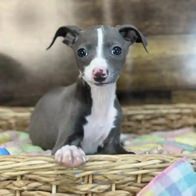 Male Italian Greyhound Puppy for Sale in Saugus, MA