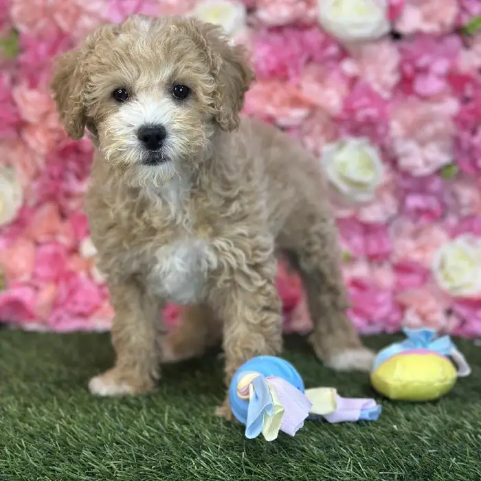 Male Poodle (MINI) Puppy for Sale in Saugus, MA