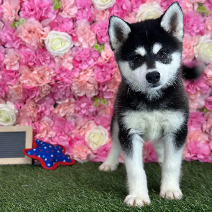 Male Alaskan Klee Kai puppy named Jay for sale at Pet Express Saugus.