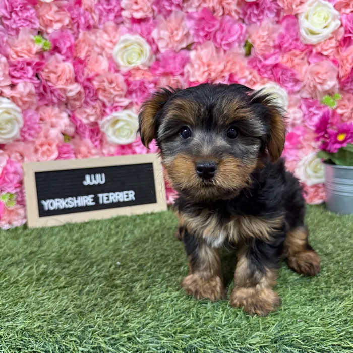 Male Yorkshire Terrier puppy named Juju for sale at Pet Express Braintree.