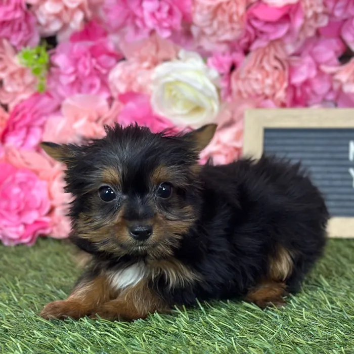 Male Yorkshire Terrier puppy named Mistah for sale at Pet Express Saugus.
