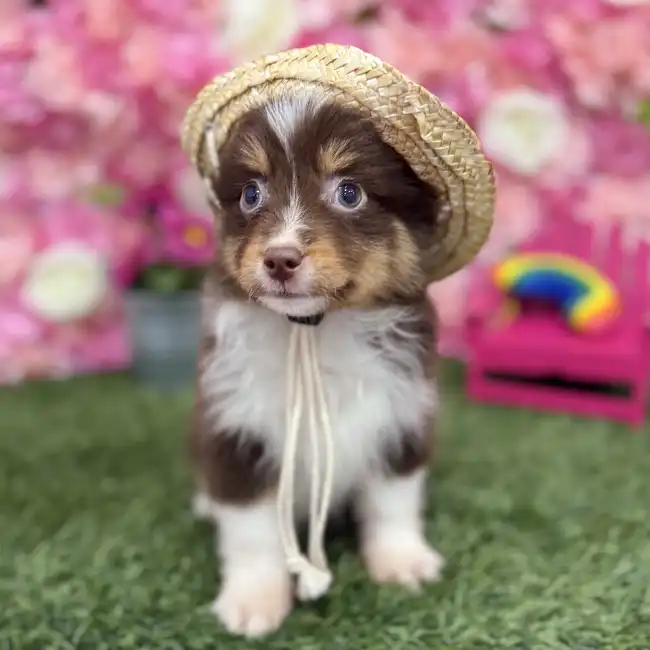 Male Toy Australian Shepherd Puppy for Sale in Braintree, MA