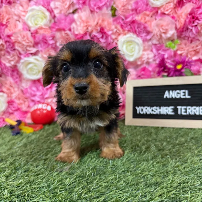 Female Yorkshire Terrier puppy named Angel for sale at Pet Express Braintree.