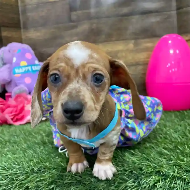 Female Dachshund Puppy for Sale in Braintree, MA