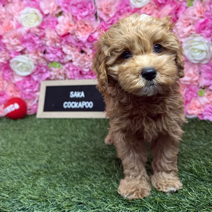 Female Cockapoo 2Nd Gen puppy named Saka for sale at Pet Express Braintree.