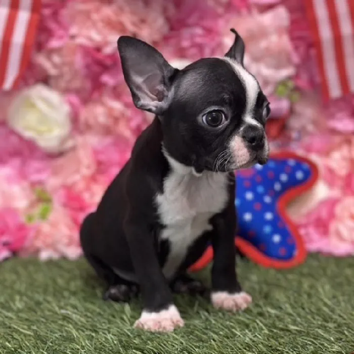 Male Boston Terrier Puppy for Sale in Saugus, MA