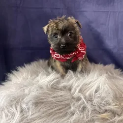 Male Cairn Terrier puppy named Kale for sale at Pet Express Saugus.