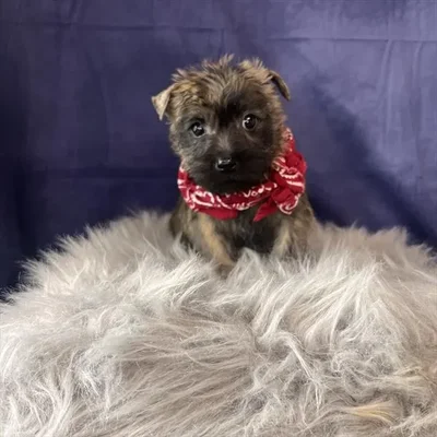 Male Cairn Terrier puppy named Kale for sale at Pet Express Saugus.