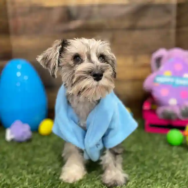 Male Miniature Schnauzer Puppy for Sale in Braintree, MA