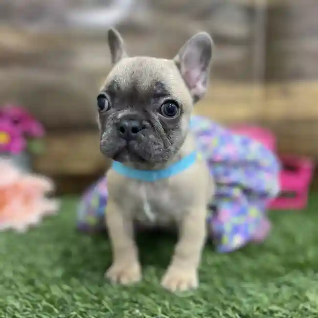 Female French Bulldog Puppy for Sale in Braintree, MA