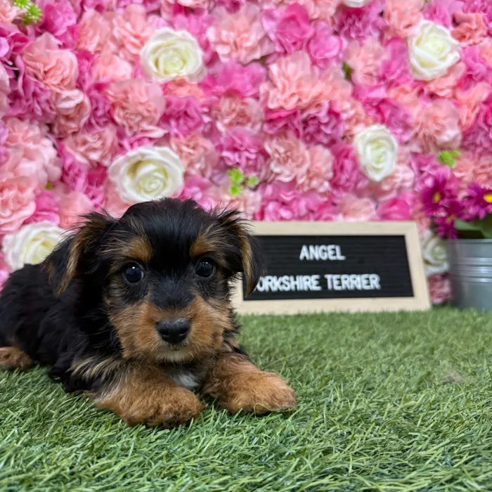 Female Yorkshire Terrier puppy named Angel for sale at Pet Express Braintree.