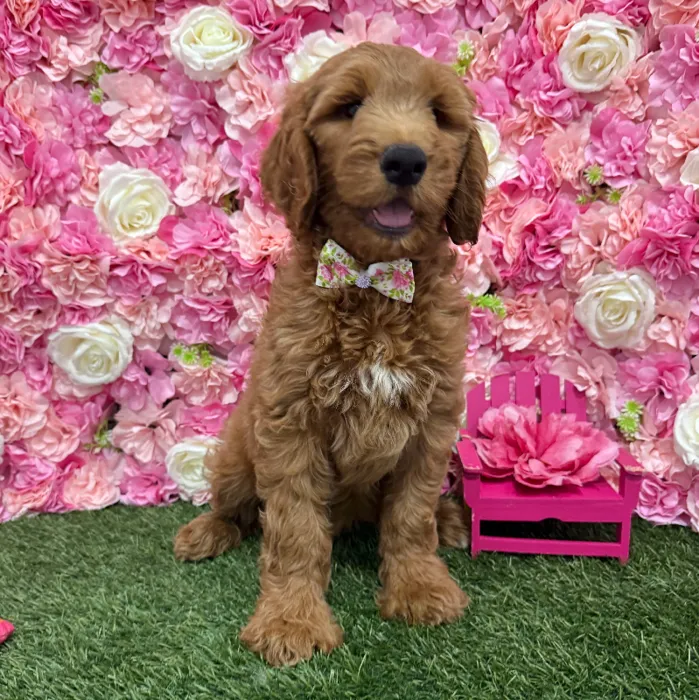 Male Mini Goldendoodle (Moyen) Puppy for Sale in Braintree, MA