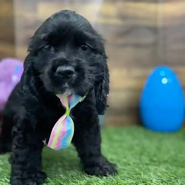Male Cocker Spaniel Puppy for Sale in Braintree, MA