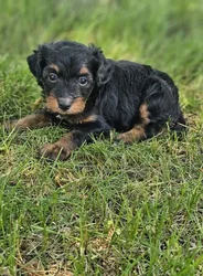 car_main_img_/media/ap_media/pets/GATQLDEJMDZD192710.webp.250x250_q85.webp
