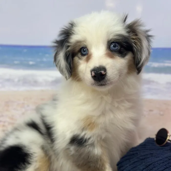 Female Miniature Australian Shepherd Puppy for Sale in Saugus, MA