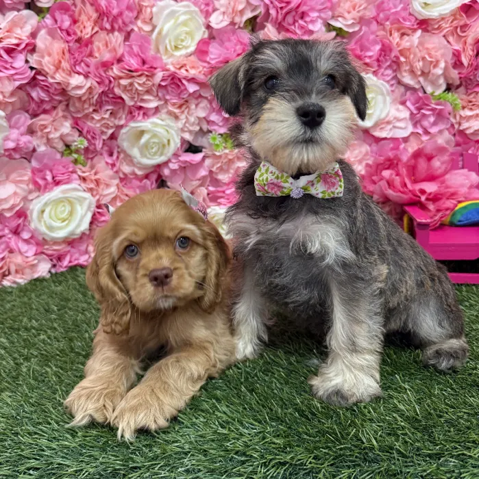 Female Cocker Spaniel Puppy for Sale in Braintree, MA