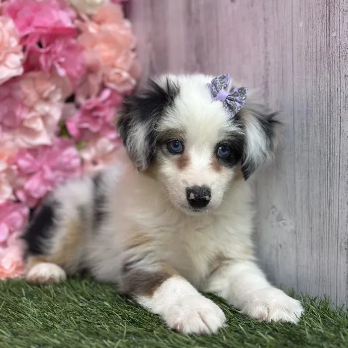 Female Miniature Australian Shepherd Puppy for Sale in Saugus, MA
