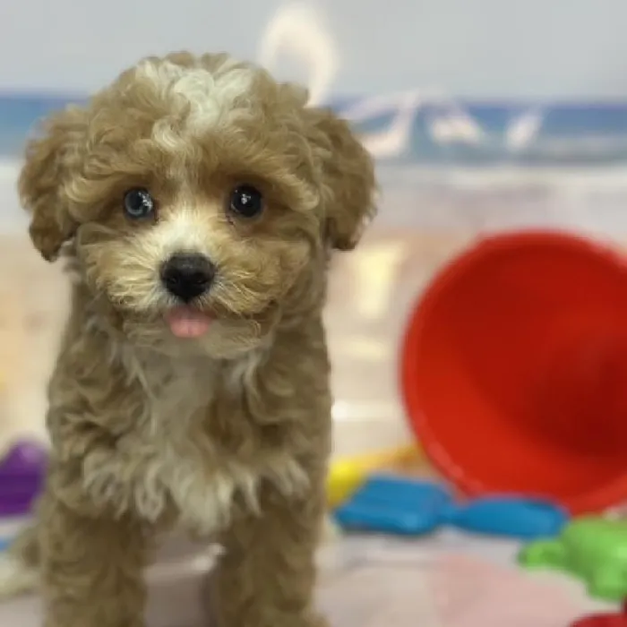 Male Mini Goldendoodle 2nd Gen Puppy for Sale in Saugus, MA
