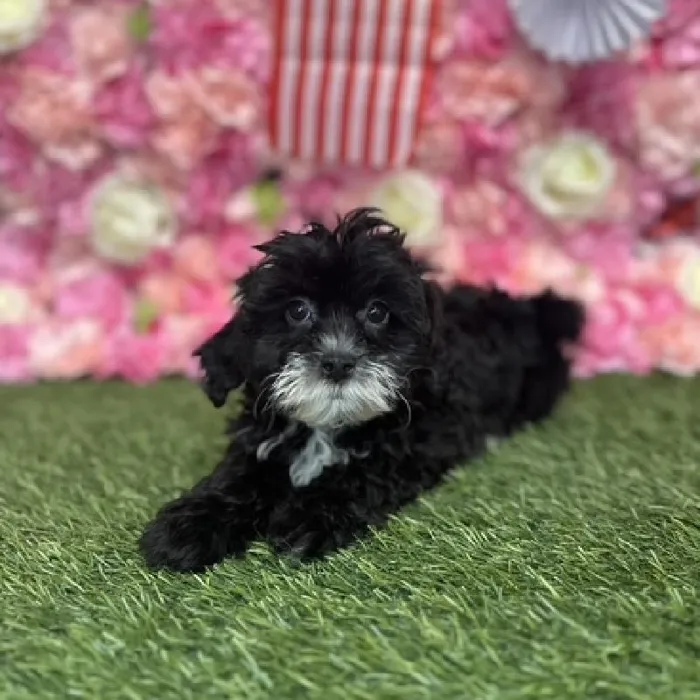 Female Lhasa-Poo Puppy for Sale in Saugus, MA