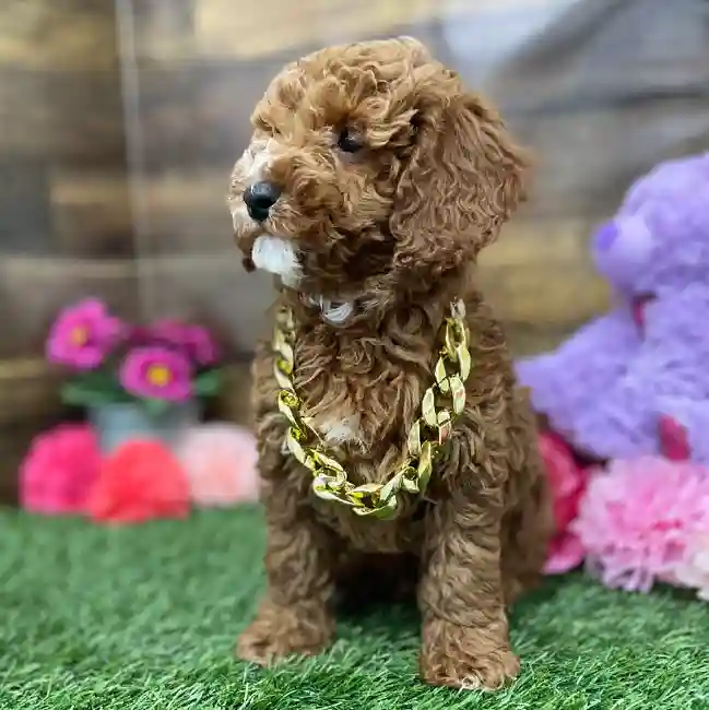 Male Poodle Moyen (Medium) Puppy for Sale in Braintree, MA