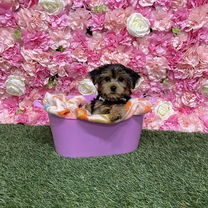 Female Yorkshire Terrier Puppy for Sale in Saugus, MA