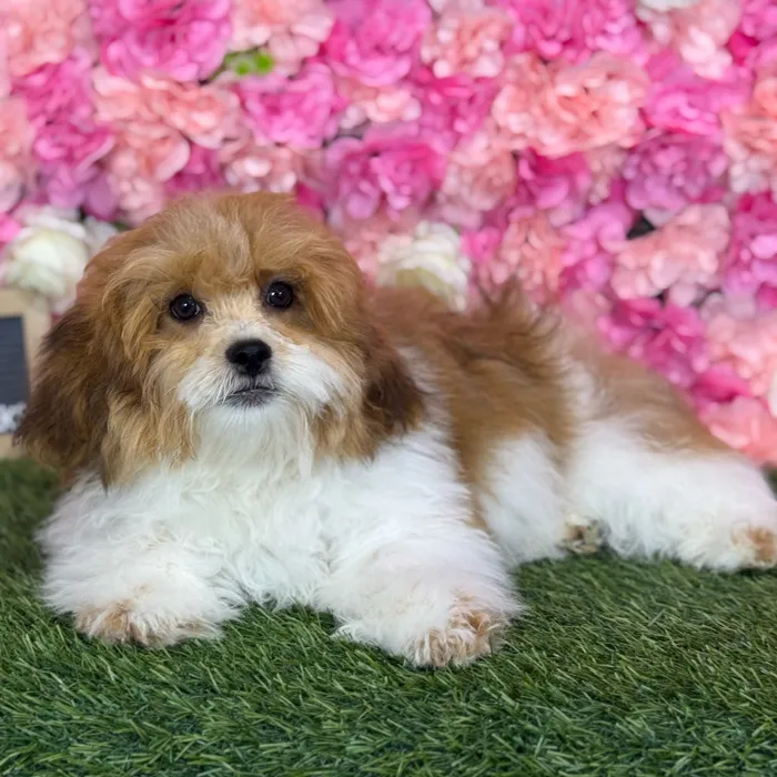Male Lhasa-Poo puppy named Skipper for sale at Pet Express Saugus.