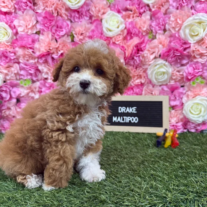 Male Malti-Poo 2Nd Gen puppy named Drake for sale at Pet Express Braintree.
