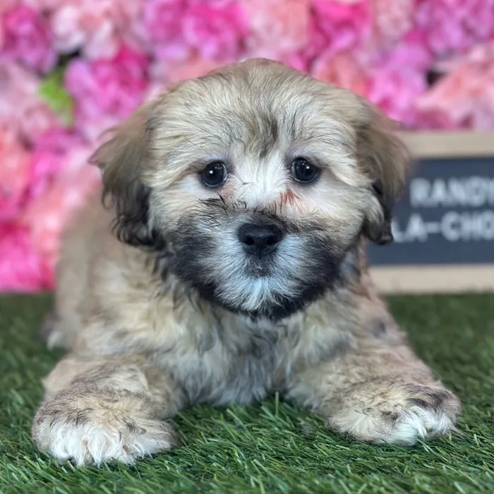 Male La-Chon puppy named Randy for sale at Pet Express Saugus.
