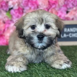 Male La-Chon puppy named Randy for sale at Pet Express Saugus.