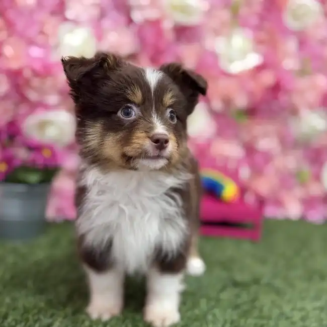 Male Toy Australian Shepherd Puppy for Sale in Braintree, MA