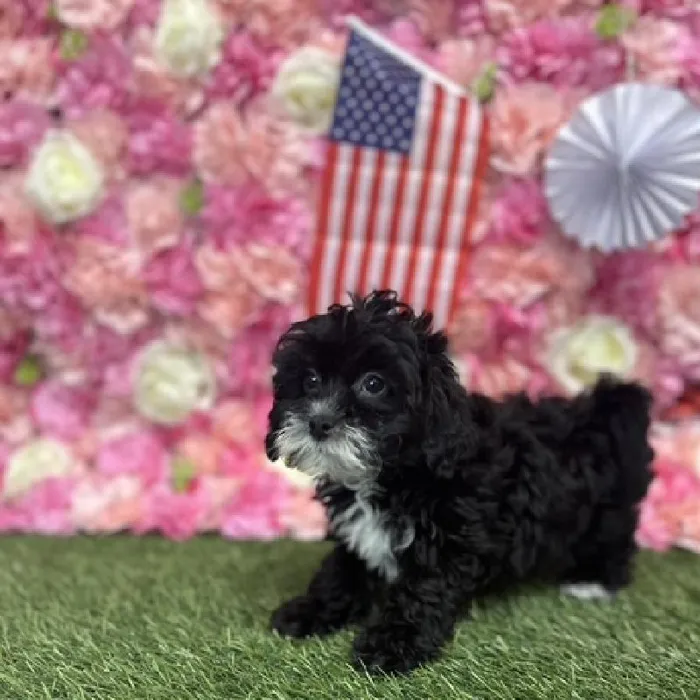 Female Lhasa-Poo Puppy for Sale in Saugus, MA