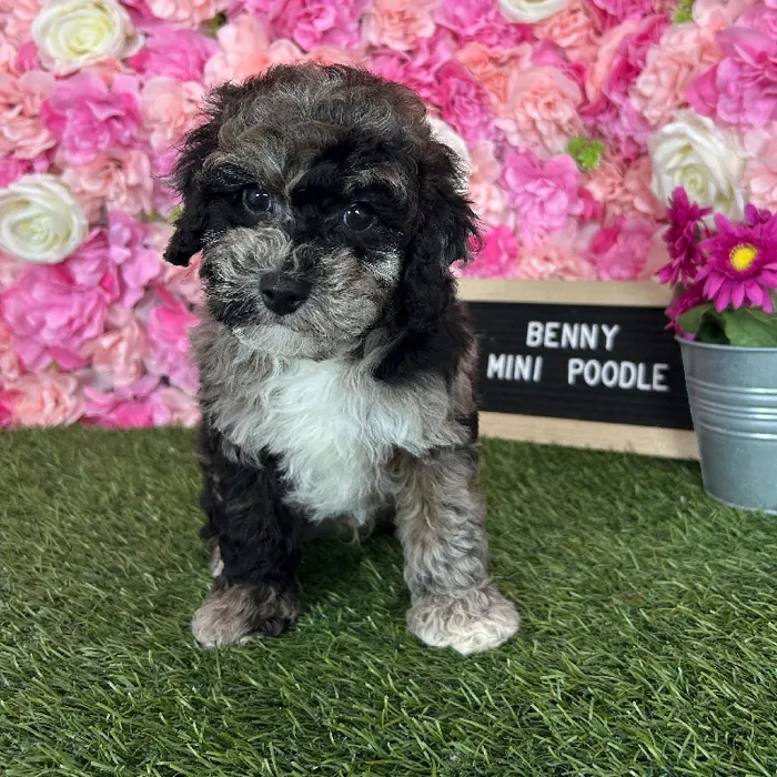 Male Poodle (Mini) puppy named Benny for sale at Pet Express Braintree.