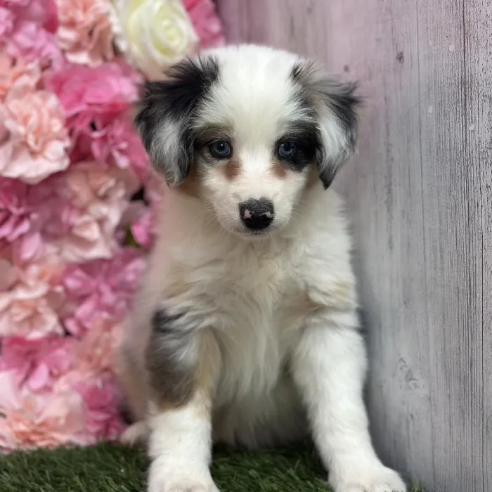 Female Miniature Australian Shepherd Puppy for Sale in Saugus, MA