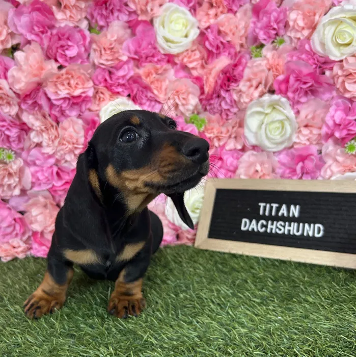 Male Dachshund puppy named Titan for sale at Pet Express Braintree.